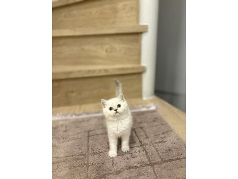 Safkan brıtısh shorthair yavrular 