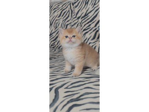 British shorthair kedisi