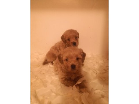 A kalite maltipoo yavrularımız