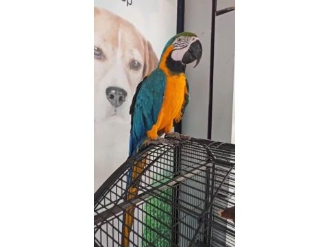 Belgeli çipli ara macaw özel renk