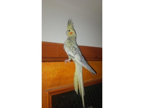 Sultan papağanı yavru ve damızlık kuşlar
