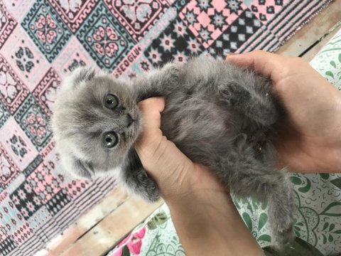 3 aylık yavru scottish fold