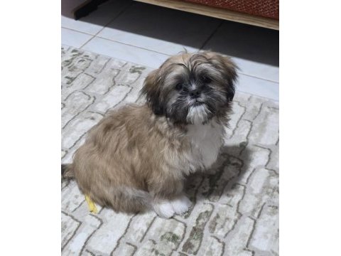 4.5 aylık dişi shih tzu yavrumuz a kalite