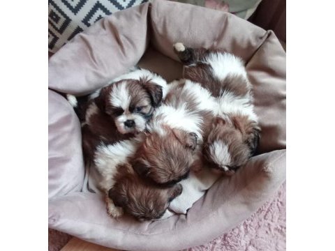 Sağlıklı mükemmel shih tzu yavrularımız
