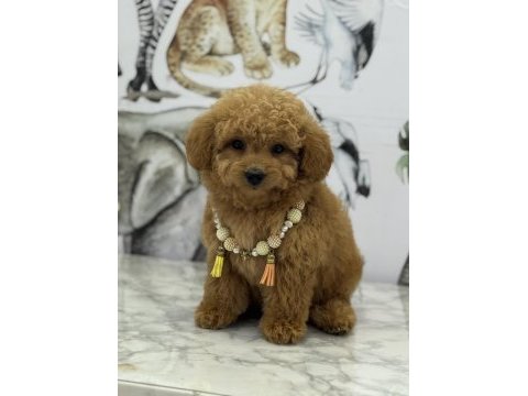 Orjinal maltipoo