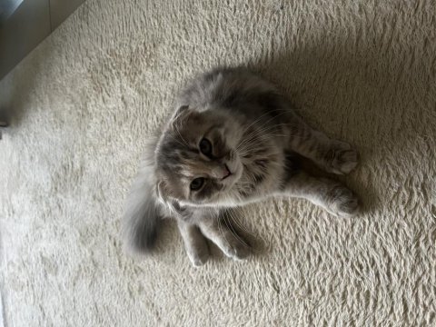Minik scottish fold yavrumuzu sahiplendiriyoruz