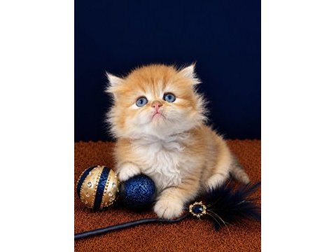 British shorthair ve longhair golden yavrular