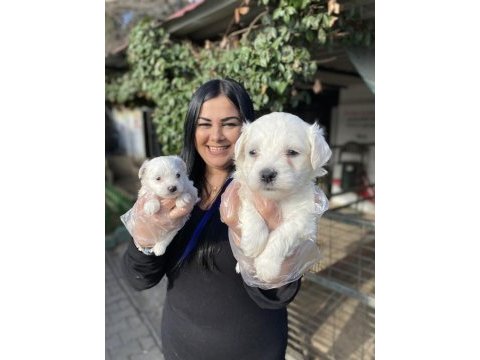 Kore maltese terrier yavrularım