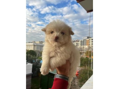Maltipoo bebekler