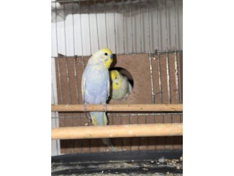 Rainbow çift muhabbet kuşu
