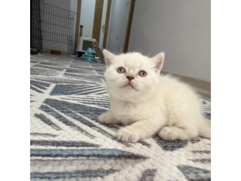 Yakışıklı british shorthair prenslerim