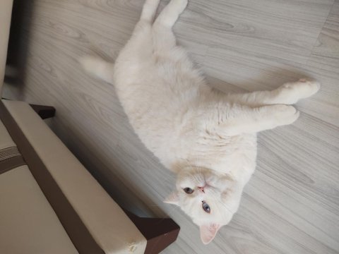Ücretsiz kedimizi sahiplendirme