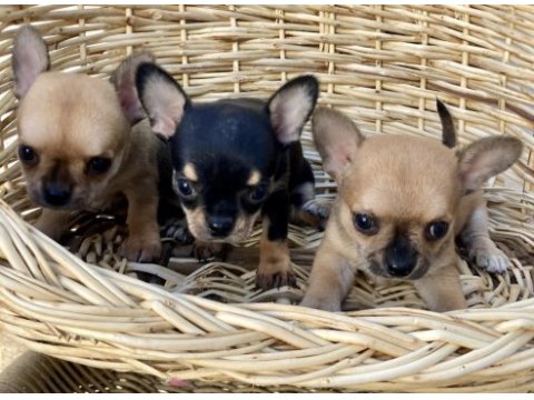 Chihuahua kızlar