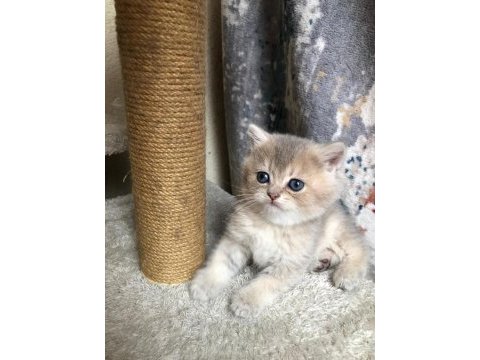 British longhair şecereli bebekler