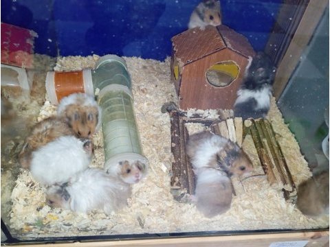 Yavru hamsterlarım