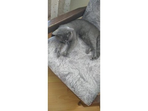 2 yaşında british shorthair