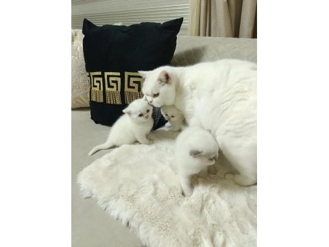 Sevimli british shorthair bebekler