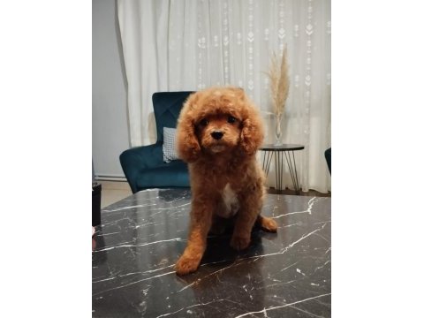 Toy poodle oğlumuz