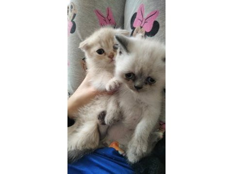 Uygun fiyata verilecek iran kedisi