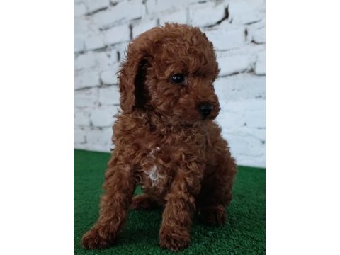 Toy poodle yavrumuz