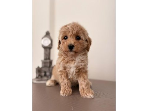 Toy poodle bebekler
