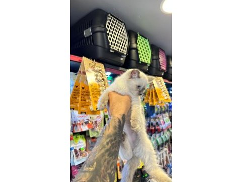 Sertifikalı - ırk ve sağlık garantili ragdoll kediler