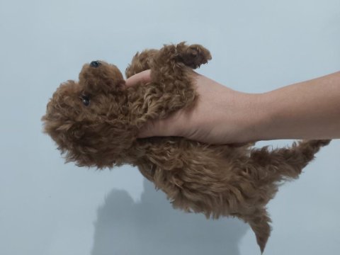 2.5 aylik erkek toy poodle