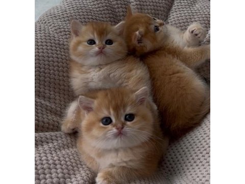 Ny12 british longhair ve shorthair (ücretsiz değildir)