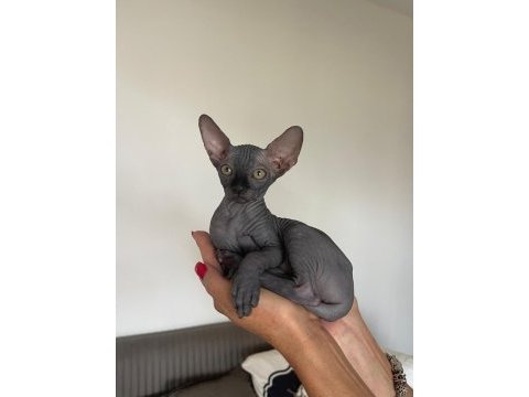 Black sphynx yavruları ozyfelines