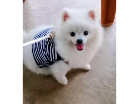 Pomeranian boo erkek karnesi var