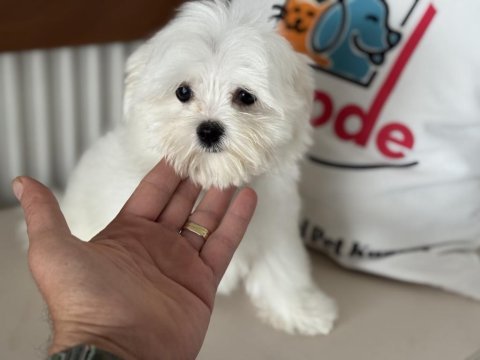 Çok özel tea cup kore kan maltese yavrumuz