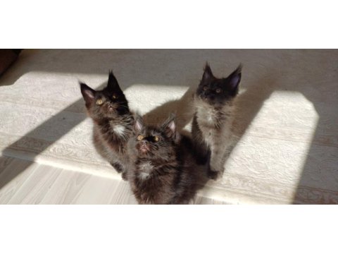 Blue ve black smooke arnold in son maine coon yavruları