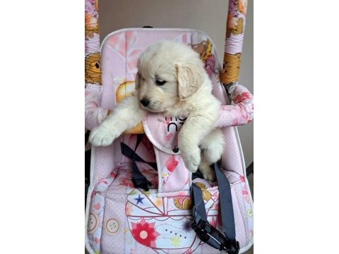 Sağlık ve ırk garantili baby face golden retriever yavruları