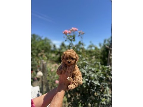 Aşılı çiş eğitimli orjinal toy poodle bebekler 