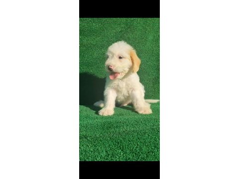 Maltipoo köpeği yavrular