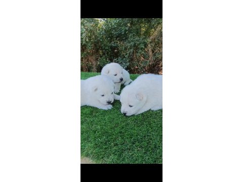 Kar topu samoyed bebekler