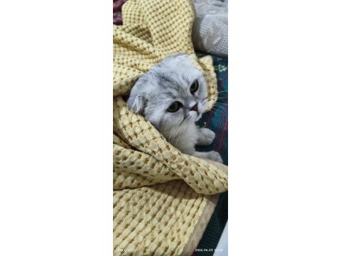 Scottish fold erkek kedimiz sahiplendirilecek