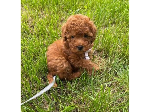 Toy poodle ırk garantili yavrular