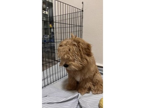 Maltipoo yavru