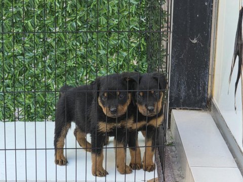 A kalite erkek rottweiler yavrularımız
