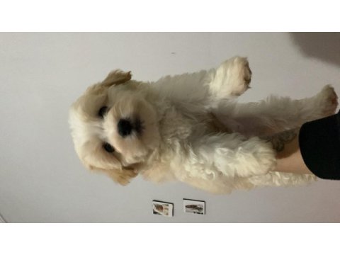İstanbul beyefendisi maltipoo yeni ailesini bekliyor