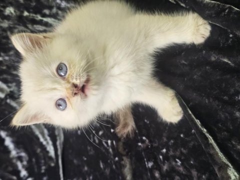 Safkan anne ve babadan british shorthair