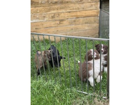 Eşsiz güzellikte border collie bebişler