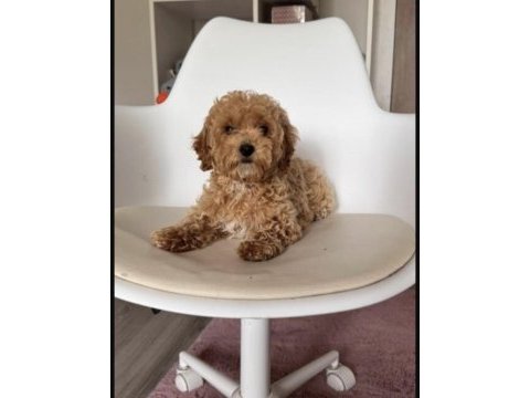 Toy poodle cinsi köpeğimiz
