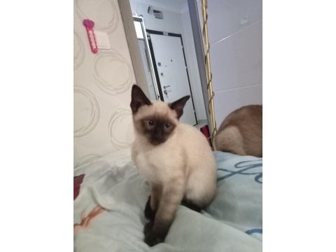 2.5 aylık afacanlar siyam