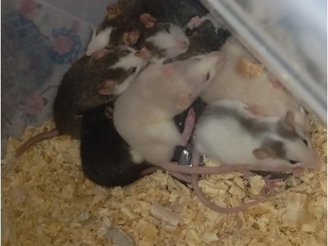 Yavru ratlar