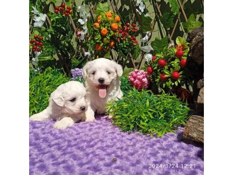 Maltese terrier yavrularımız %100 ırk garantilidir