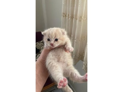 Scottish fold yavrularımız yeni sahiplerini bekliyor