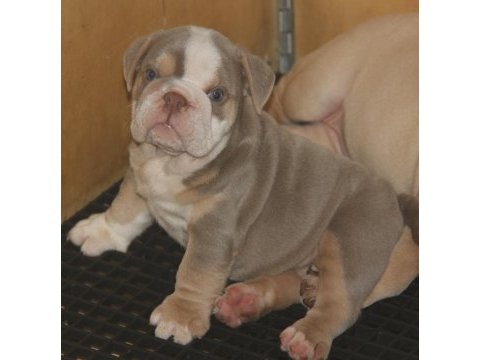 Kalitesi ortada bulldog yavrularımızın