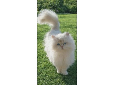 1.5 yaşında british longhair dişi